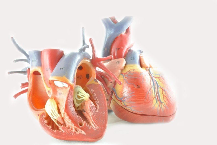 Органы сердечно-сосудистой системы человека