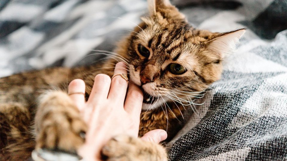 О болезни кошачьих царапин: феллиноз